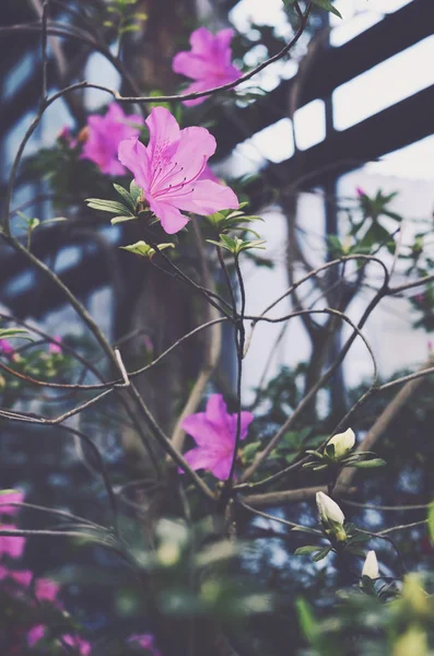 Fioritura campanula rosa in giardino botanico casa di vetro — Foto Stock