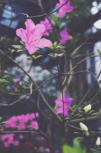 古い植物園温室で咲くブルーベルの花 — ストック写真