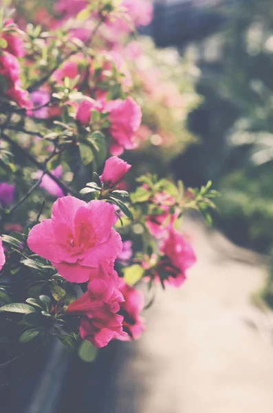 Bloeien azalea roze bloem — Stockfoto