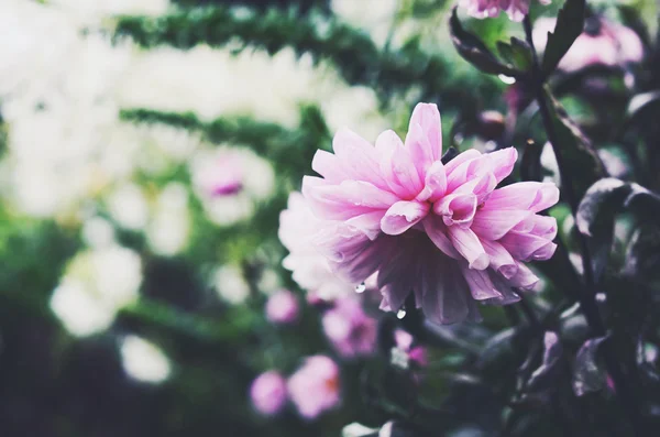 Tender flor rosa após a chuva no fundo verde — Fotografia de Stock