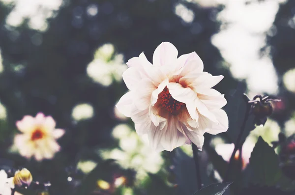 Flor branca em um canteiro de flores — Fotografia de Stock