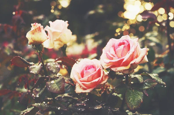 Rosas rosa macias após a chuva — Fotografia de Stock