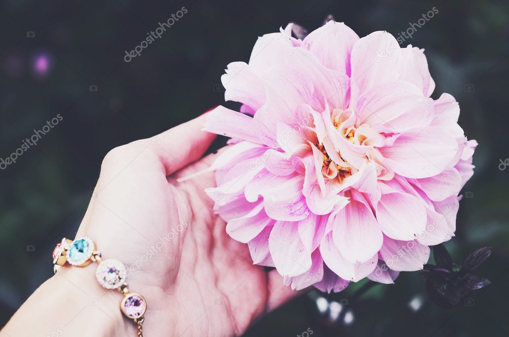 Pink dahlia flower in woman's hand