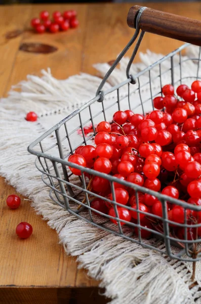 Red berries of viburnum in wire basket — Stock Photo, Image