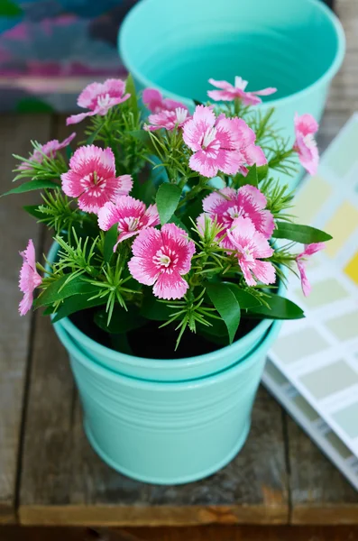 Spring pink flower in mint flower pot on wooden table — Stock Photo, Image