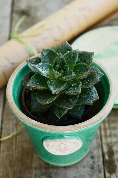 Stone rose cactus in green flower pot on wooden table — Stock Photo, Image