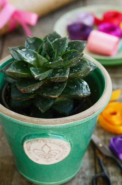 Flower shop - cactus in green pot, colorful ribbons and wrappings — Stock Photo, Image