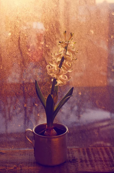 Flor de jacinto blanco en copa de metal vintage en alféizar de ventana rústica — Foto de Stock