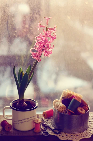 Still life  with pink hyacinth and wooden thread spools — Stock Photo, Image