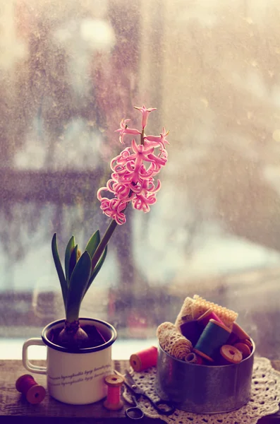 Still life  with pink hyacinth and wooden thread spools — Stock Photo, Image