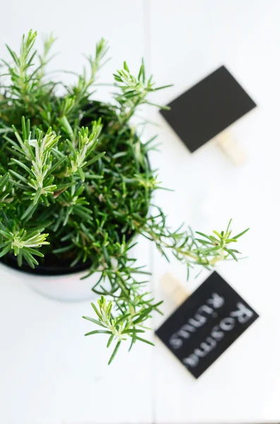 Rosemary in a planter on white board background — Stock Photo, Image