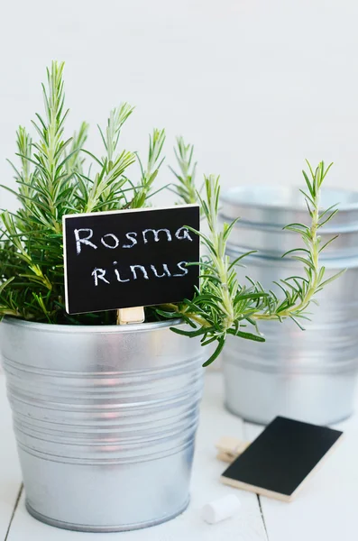 Rosemary herb in a planter with chalk board — Stock Photo, Image