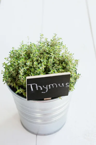 Thyme herb in a planter with chalkboard with its name in Latin — Stock Photo, Image