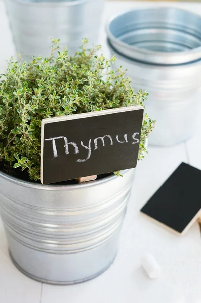 Kitchen garden - growing thyme herb in a planter — Stock Photo, Image