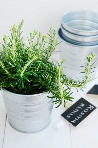 Rosemary herb in a planter with chalk board — Stock Photo, Image