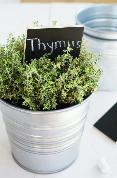 Kitchen garden - growing thyme herb in a planter — Stock Photo, Image