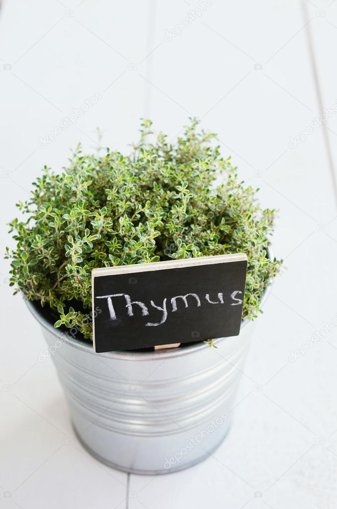 Thyme herb in a planter with chalkboard with its name in Latin