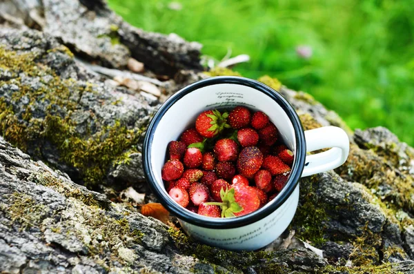 Gathering wild strawberry in a grove — Stock Photo, Image