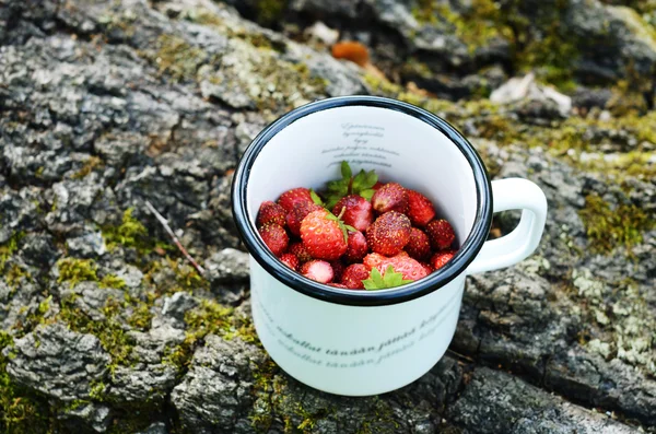 Raccolta di fragole selvatiche nel boschetto estivo — Foto Stock