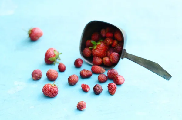 Fragola selvatica in paletta di metallo su sfondo blu — Foto Stock