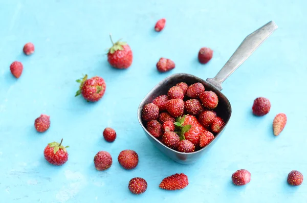 Wild strawberry in metal scoop on blue background — Stock Photo, Image