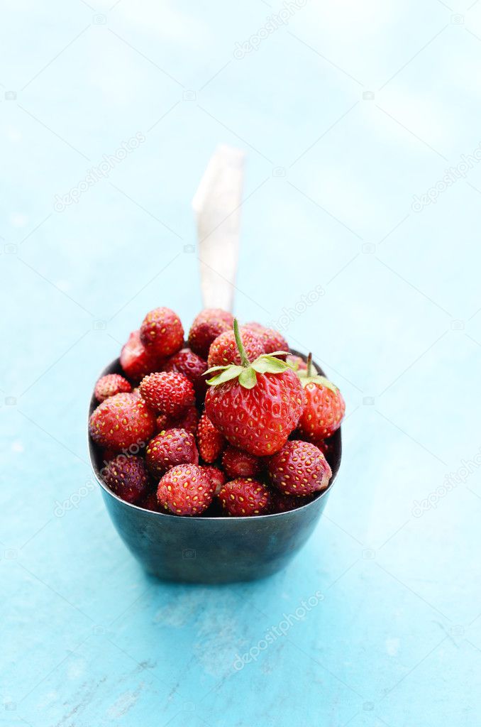 Wild strawberry in metal scoop on blue background