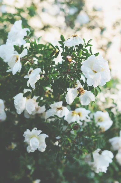 Branco arbusto rosas selvagens com flores inchadas — Fotografia de Stock