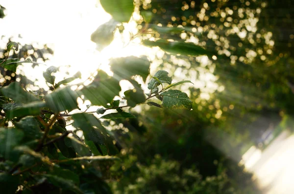 Ranek sunlight w las lato — Zdjęcie stockowe