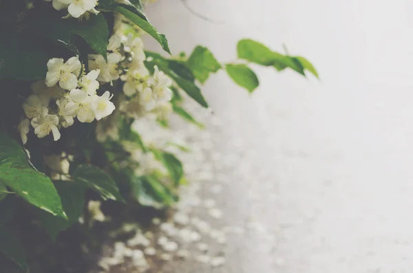 Flores de jazmín después de la lluvia en la mañana — Foto de Stock