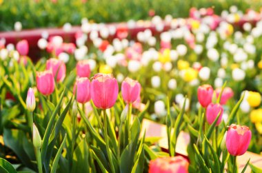 Renkli Lale flowerbed, seçici odak
