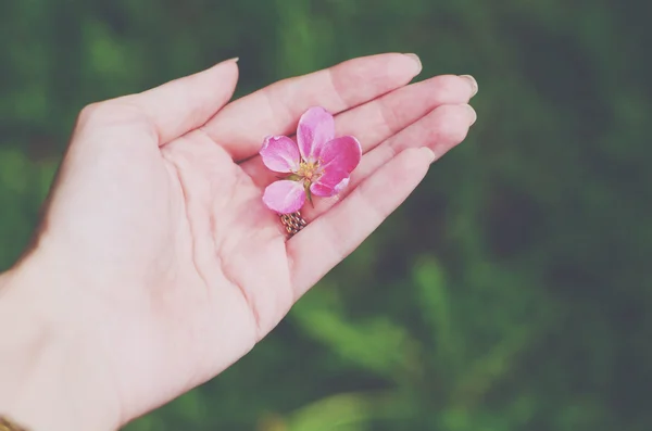 Flor rosa en la mano — Foto de Stock