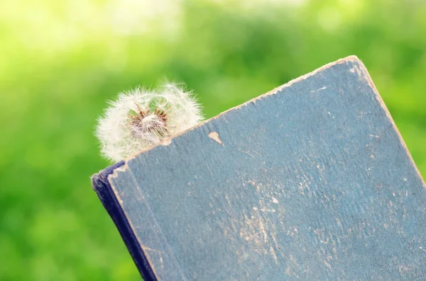 White dandelion and vintage book — Stock Photo, Image