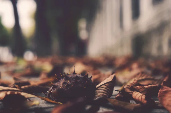 Châtaignier et feuilles, automne — Photo