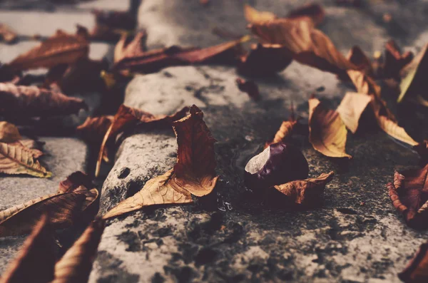 Kasztan i liści, jesień — Zdjęcie stockowe