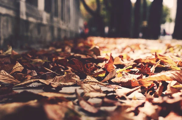 Autumn in the city — Stock Photo, Image