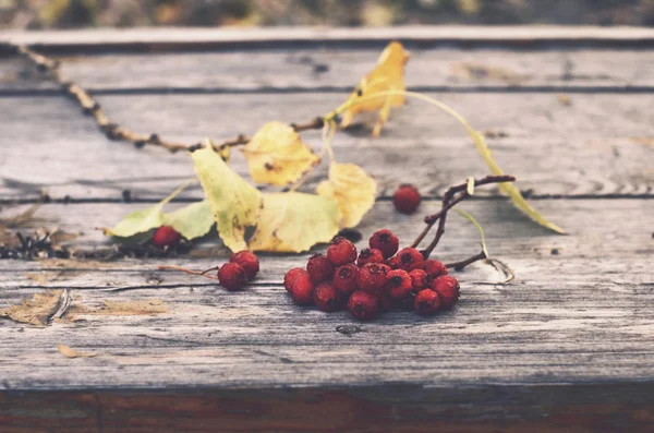 Bunch of red ash berry on rustic bench — Stock Photo, Image