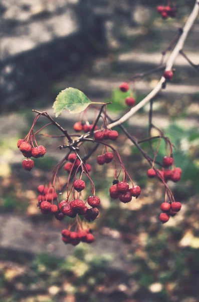 Gałąź popiołu Berry autumn Park — Zdjęcie stockowe