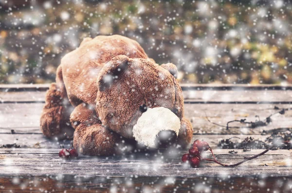 Brown teddy bear smelling ash berry and snowflakes — Stock Photo, Image