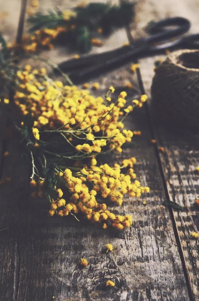 Mazzo di mimosa e forbici su fondo rustico in legno — Foto Stock