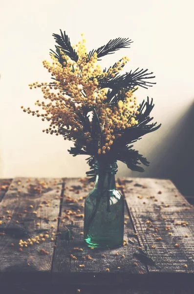 Nature morte avec mimosa en bouteille verte — Photo