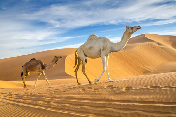 Camels walking through a desert