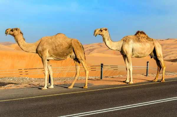 Cammelli che camminano attraverso un deserto — Foto Stock