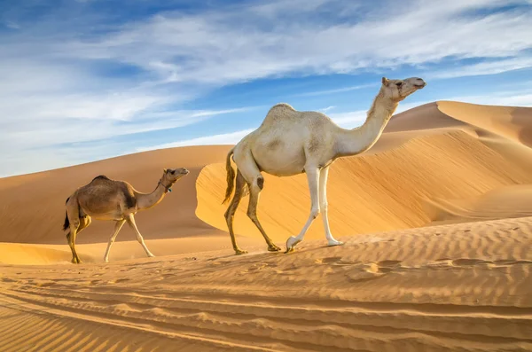 Camelos caminhando por um deserto Fotografia De Stock