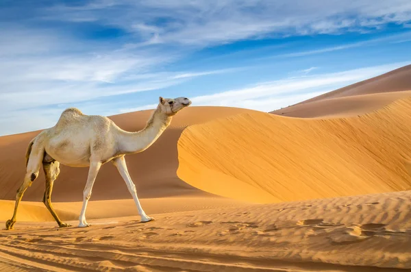 Kamele gehen durch eine Wüste Stockbild