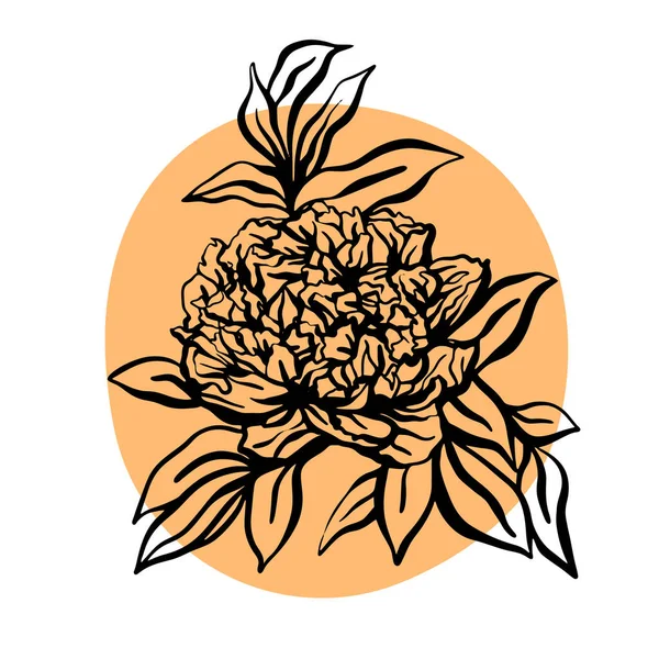 Peonia fiore disegnato a mano vettoriale illustrazione. Illustrazione moderna minimalista. Progettazione di biglietti di auguri, inviti, social network — Vettoriale Stock