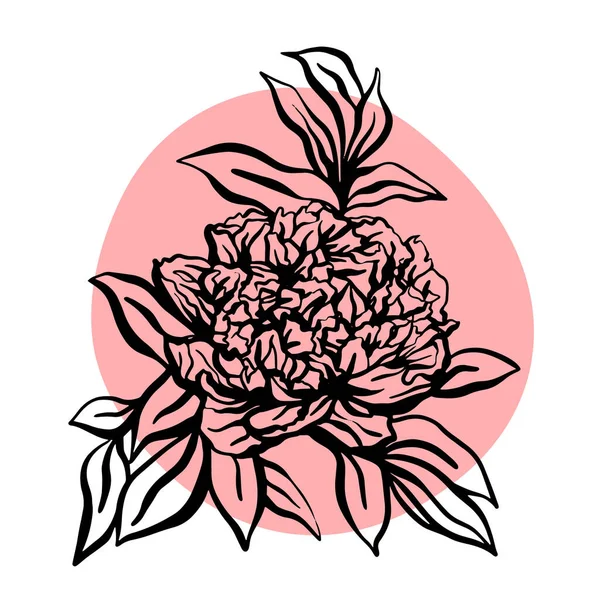 Peonia fiore disegnato a mano vettoriale illustrazione. Illustrazione moderna minimalista. Progettazione di biglietti di auguri, inviti, social network — Vettoriale Stock