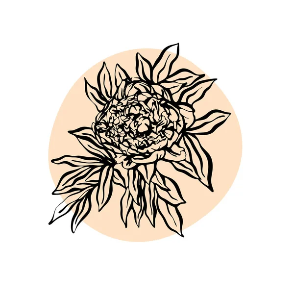 Peonía flor ilustración vector dibujado a mano. Ilustración moderna minimalista — Archivo Imágenes Vectoriales