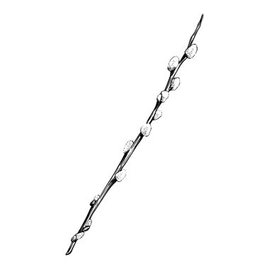  Söğüt dalı beyaz bir arka planda izole edilmiş. Willow çizimi. El çizimi vektör çizimi. Paskalya ve ambalaj için tasarım