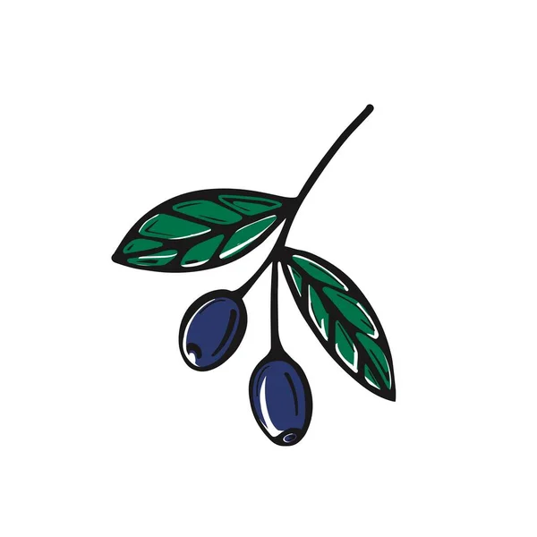 Ručně kreslená olivová ratolest. Olivy. Vektorová ilustrace izolovaná na bílém pozadí — Stockový vektor