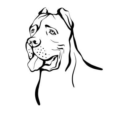 Cane Corso skeci. Cane Corso cinsi bir köpeğin portresi. El çizimi vektör illüstrasyonu
